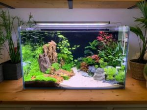 AquascapeModern