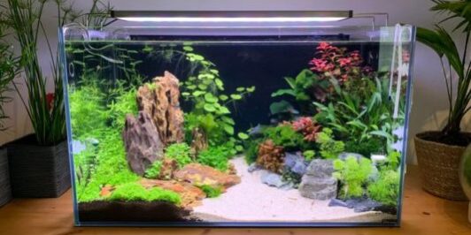 My-dad-wanted-an-aquarium- AquascapeModern